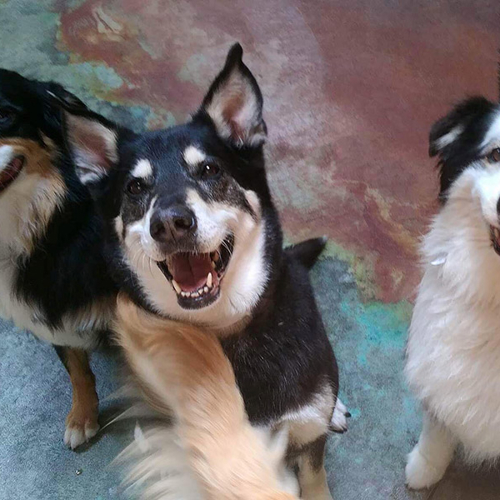 Three dogs smile at the camera